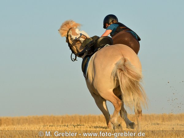 Reiterin mit Sicherheitsweste stÃ¼rzt von einem Fjordpferd (Norweger) 