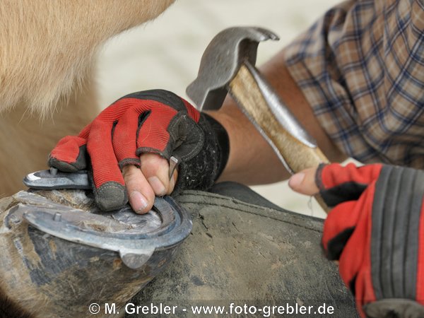 Beim Hufschmied: Aufnageln eines neuen Eisens 