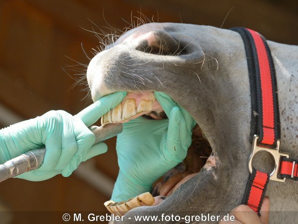 Zahnbehandlung beim Pferd, Schleifen der Schneidezähne 