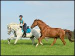 Reiterin auf Bayerischem Warmblut mit zweitem Bayern-Pferd als Handpferd im Galopp