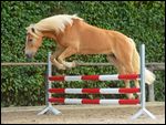 Haflinger beim Freispringen 