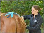 Kinesiotape, Physiotherapie am Pferd 