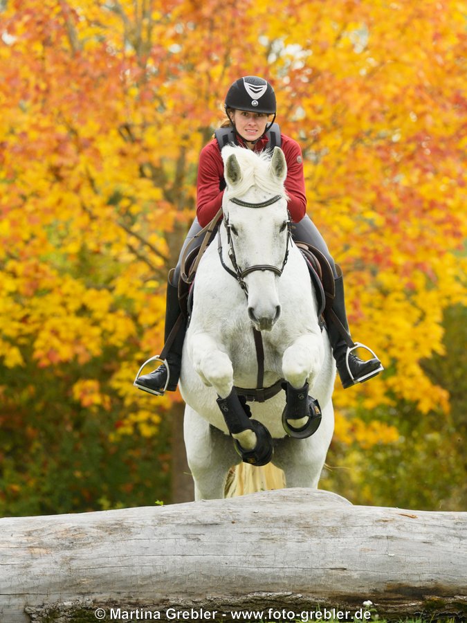 Reiterin auf Bayerischem Warmblut beim Geländespringen im Herbst