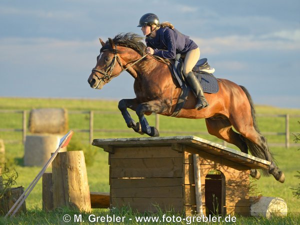 Geländespringen (A**) mit Connemara Pony Hengst "Ardas Murphy" im Abendlicht 