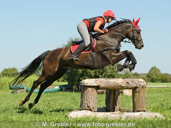 Geländetraining mit Trakehner 