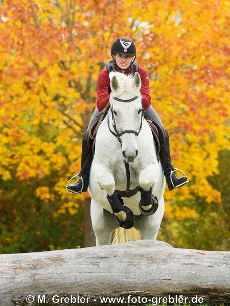 Reiterin auf Bayerischem Warmblut beim Geländespringen im Herbst