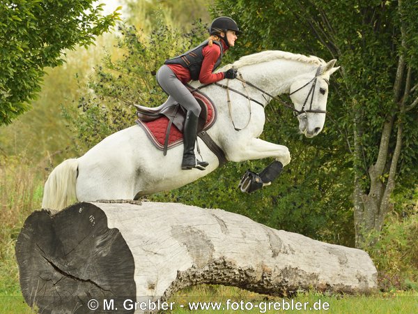 Reiterin auf Bayerischem Warmblut beim Geländespringen 