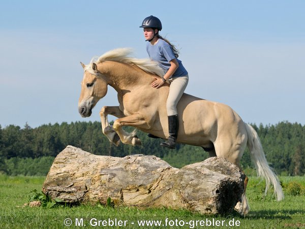 Junge Reiterin auf Haflinger springt ohne Sattel und ohne Trense über einen Baumstamm 