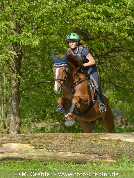 14-jährige Reiterin auf Irish Sport Horse springt über einen Baumstamm 