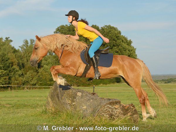 Junge Reiterin auf Haflinger mit Halsring springt über einen Baumstamm 