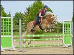 Junge Reiterin mit Sicherheitweste auf Haflinger springt über einen Oxer  | Young rider wearing a body protector on Haflinger horse jumping over an oxer