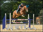 Reiterin auf Bayerischem Warmblut beim Springen 