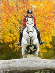 Reiterin auf Bayerischem Warmblut beim Geländespringen im Herbst