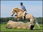 Junge Reiterin auf Haflinger springt ohne Sattel und ohne Trense über einen Baumstamm 