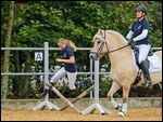 Jump and Run mit Fjordpferd
