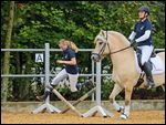 Jump and Run mit Fjordpferd