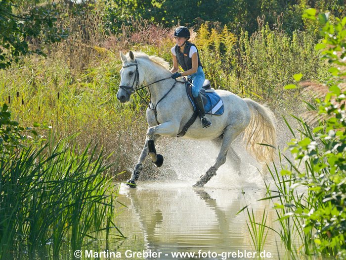 Reiterin beim Geländetraining auf Bayerischem Warmblut 