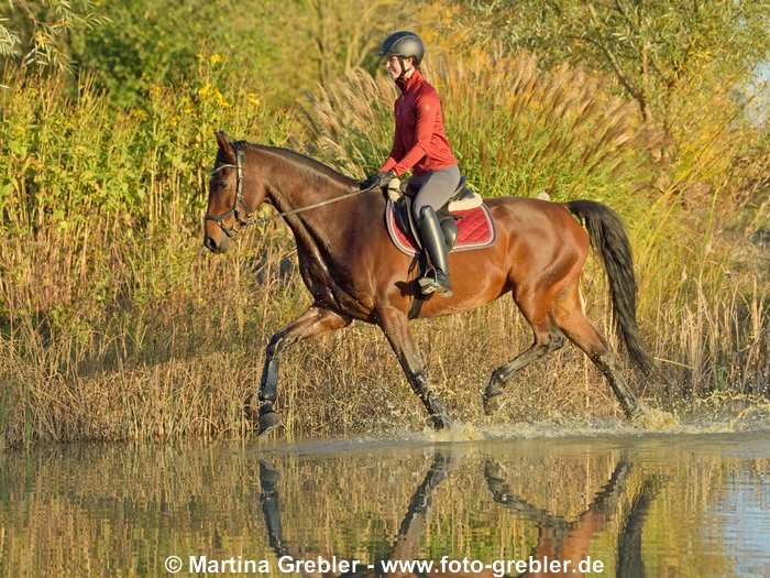 Reiterin auf Hannoveraner Stute im Herbst, Trab durch einen Teich 