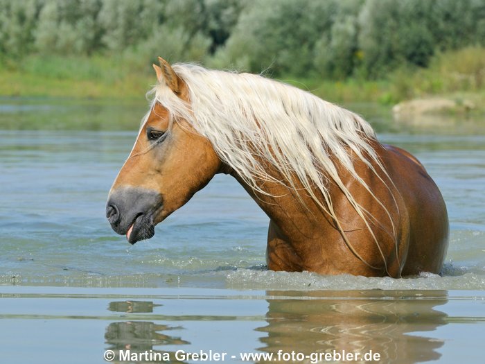 Haflinger Hengst in einem See 
