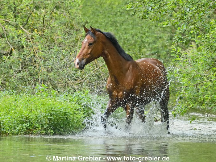 Reitpony läuft in einem Bach 