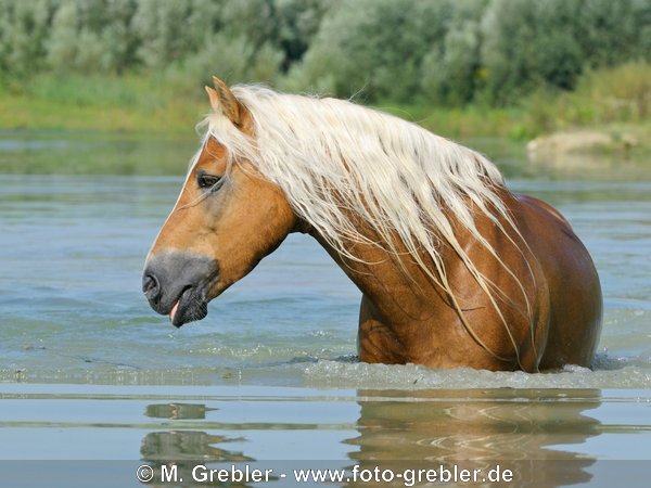 Haflinger Hengst in einem See 