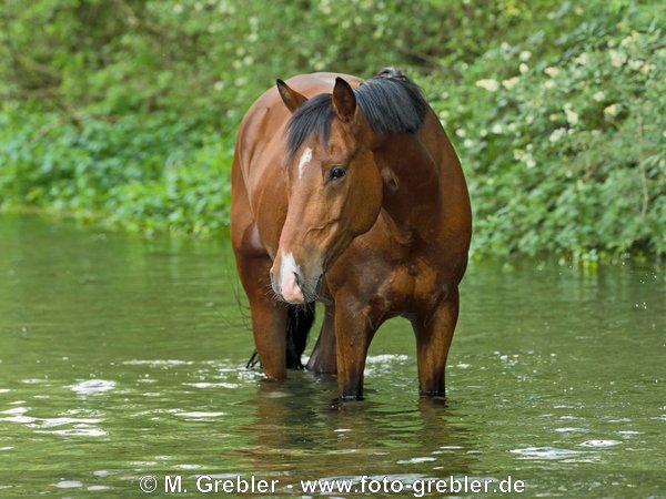 Reitpony steht in einem Bach 