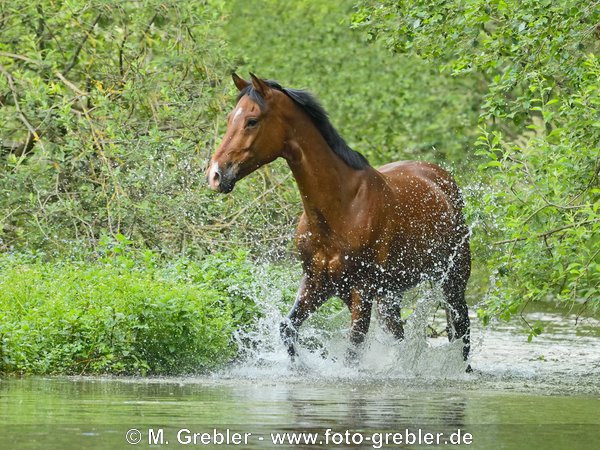 Reitpony läuft in einem Bach 