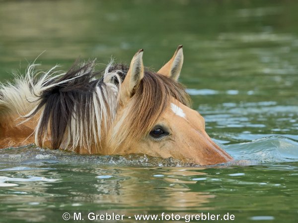 Fjordpferd-Mix beim Schwimmen in einem See 