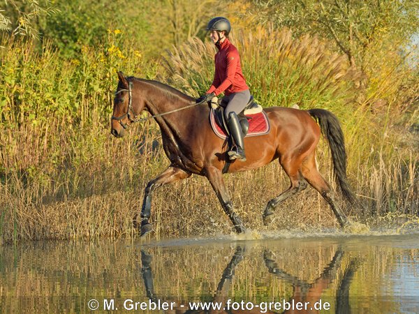 Reiterin auf Hannoveraner Stute im Herbst, Trab durch einen Teich 