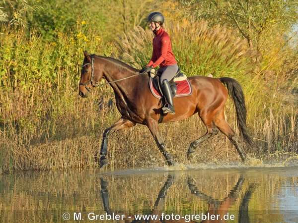 Reiterin auf Hannoveraner Stute im Herbst, Trab durch einen Teich 