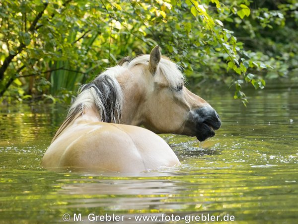 Fjordpferd (Norweger) in einem Weiher 