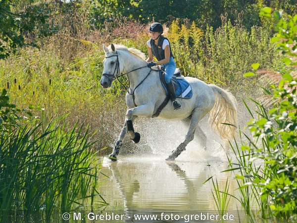 Reiterin beim Geländetraining auf Bayerischem Warmblut 