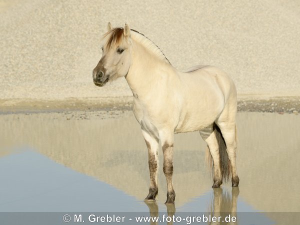 Fjordpferd (Graufalbe) steht im Wasser in einer Kiesgrube 