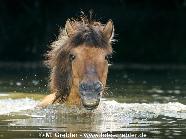 Islandpferd schwimmt in einem Weiher 