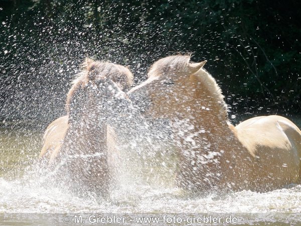 Norweger und Isländer in einem kleinen See im Wald 