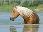 Haflinger Hengst in einem See 