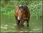 Reitpony steht in einem Bach 