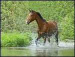 Reitpony läuft in einem Bach 