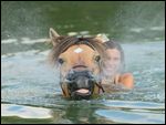 Junge Frau beim Schwimmen mit einem Fjordpferd-Mix 