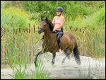 Reiterin mit Leggings reitet ohne Sattel auf einem Deutschen Reitpony im Wasser 