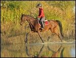 Reiterin auf Hannoveraner Stute im Herbst, Trab durch einen Teich 