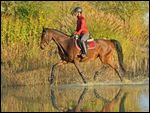 Reiterin auf Hannoveraner Stute im Herbst, Trab durch einen Teich 