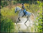 Reiterin beim Geländetraining auf Bayerischem Warmblut 