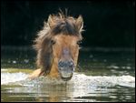 Islandpferd schwimmt in einem Weiher 