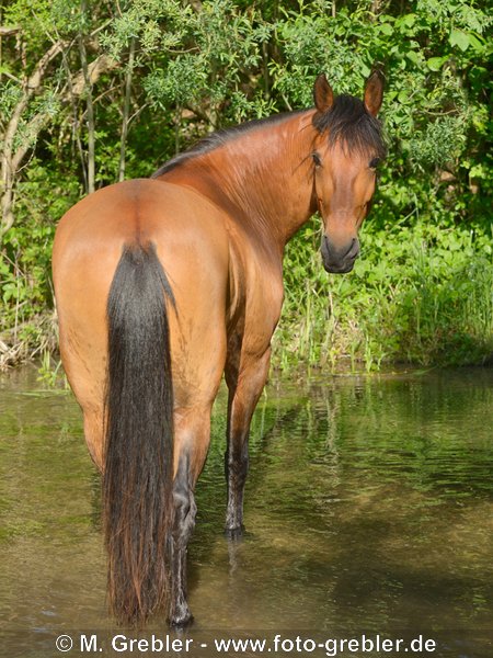 Paso Fino steht in Wasser 
