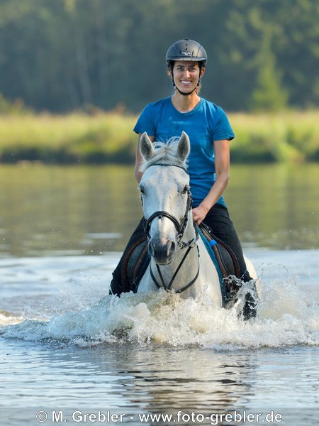 Reiterin auf Connemara Pony reitet in einem See 