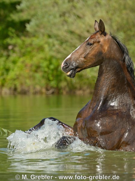 Bayerisches Warmblut im Wasser 