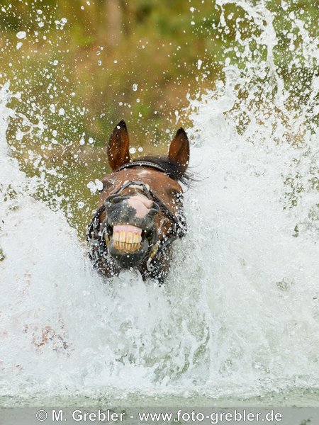 Pony in einem See 