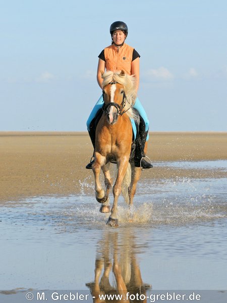 Reiterin auf Haflinger im Nordsee-Watt, Schleswig-Holstein, Deutschland 