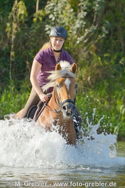 Reiterin auf Haflinger im Fluß 